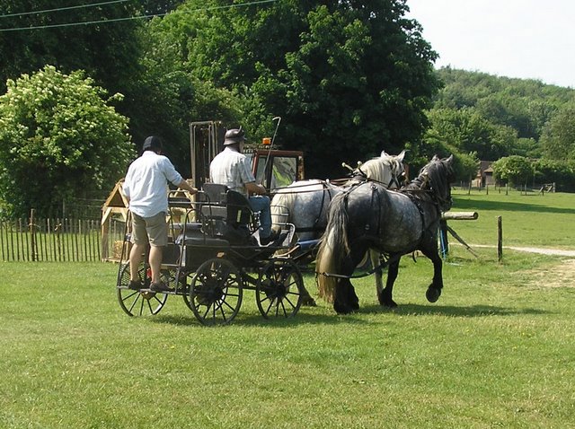 Weald and Downland Heavy Horse Show